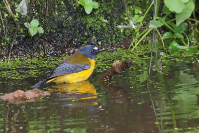 White-starred Robin, Ngorongoro crater rim