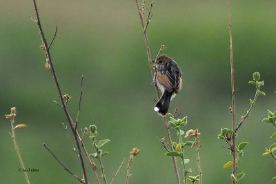 Winding Cisticola, Ndutu area