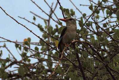 Woodland Kingfisher, Tarangire NP