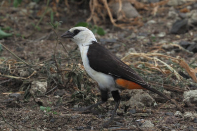 White-headed Buffalo Weaver, Tarangire NP