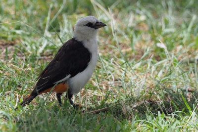 White-headed Buffalo Weaver, Ndutu area