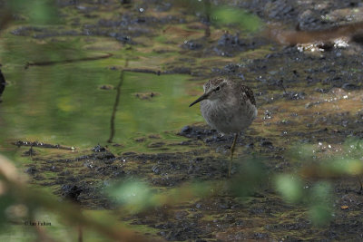 Wood Sandpiper, Arusha NP