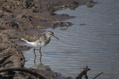 Wood Sandpiper, Tarangire NP