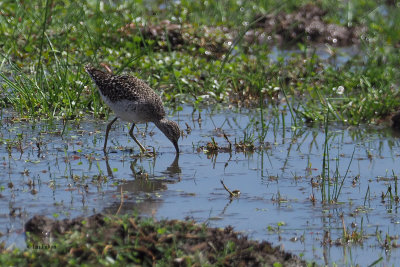 Wood Sandpiper, Lake Manyara NP