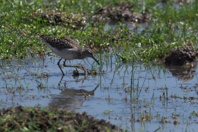 Wood Sandpiper, Lake Manyara NP