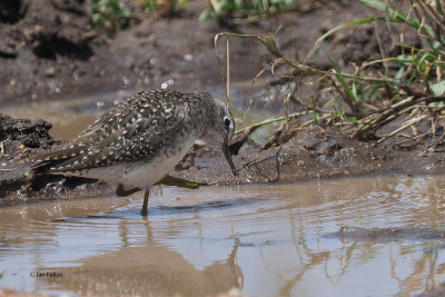 Wood Sandpiper, Serengeti NP