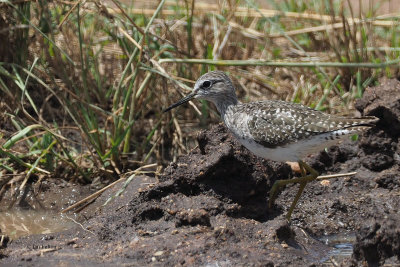 Wood Sandpiper, Serengeti NP