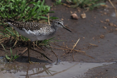 Wood Sandpiper, Serengeti NP