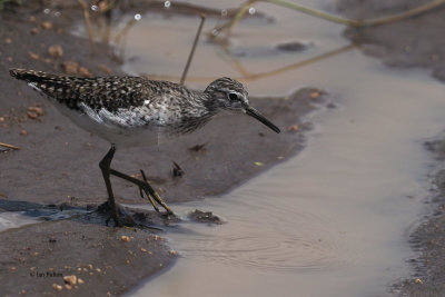 Wood Sandpiper, Serengeti NP