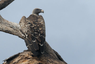 Ruppell's Griffon Vulture, Tarangire NP