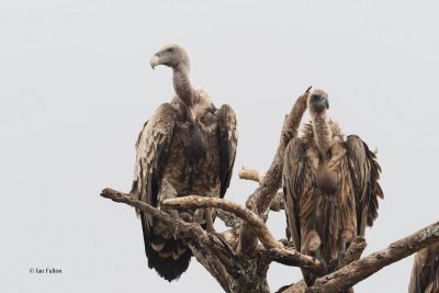 Ruppell's Griffon Vulture, Tarangire NP