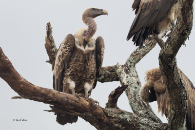Ruppell's Griffon Vulture, Tarangire NP