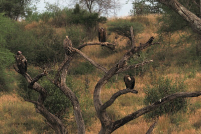 Vultures, Tarangire NP