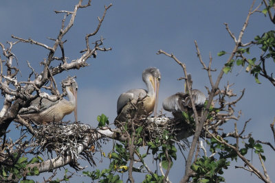 Pink-backed Pelican, Lake Manyara NP