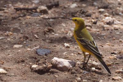 Yellow Wagtail, Serengeti NP