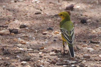 Yellow Wagtail, Serengeti NP