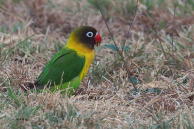 Yellow-collared Lovebird, Tarangire Safari Lodge