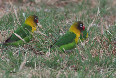 Yellow-collared Lovebird, Tarangire Safari Lodge