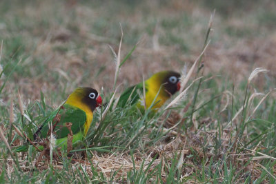 Yellow-collared Lovebird, Tarangire Safari Lodge