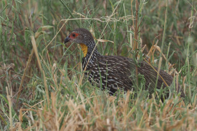 Yellow-necked Spurfowl, Tarangire NP