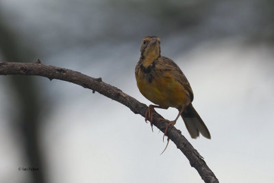 Yellow-throated Longclaw, Serengeti NP