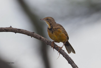 Yellow-throated Longclaw, Serengeti NP