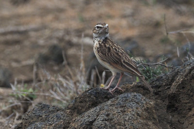 Fawn-coloured (Foxy) Lark, lark fields near Mt Meru