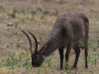Bush Buck, Arusha NP