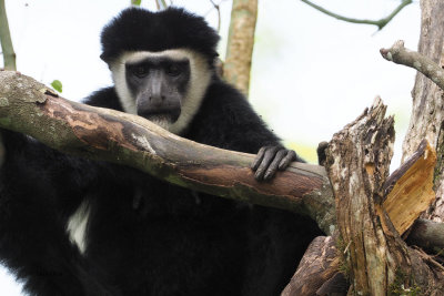 Guereza Colobus Monkey, Arusha NP