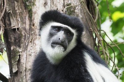 Guereza Colobus Monkey, Arusha NP