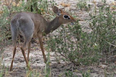 Dikdik, Tarangire NP