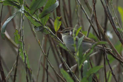 Greenish Warbler, Cunningsburgh, Shetland