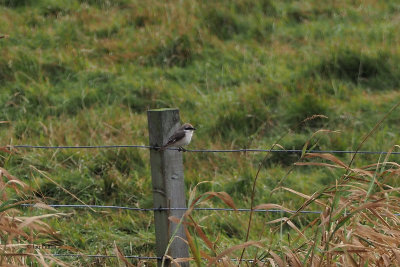 Isabelline (Daurian) Shrike, Levenwick, Shetland