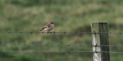 Siberian Stonechat (Eastern Stonechat) 