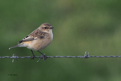 Siberian Stonechat (Eastern Stonechat) 