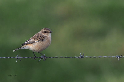 Siberian Stonechat (Eastern Stonechat) 