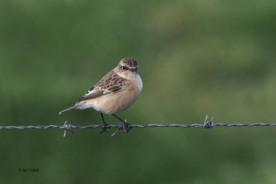 Siberian Stonechat (Eastern Stonechat) 