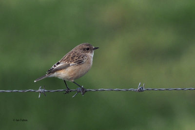 Siberian Stonechat (Eastern Stonechat) 