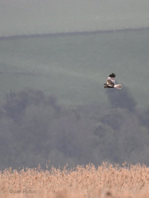 Marsh Harrier, Errol, Perth & Kinross