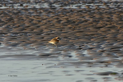 Lesser Sand Plover, Aberlady Bay, Lothian