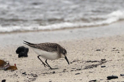 Semipalmated Sandpiper, Grutness, Shetland