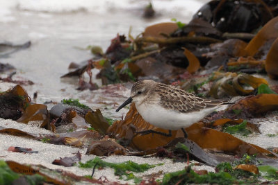 Semipalmated Sandpiper, Grutness, Shetland