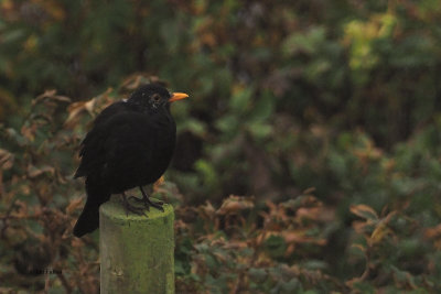 Blackbird, Sumburgh Head, Shetland