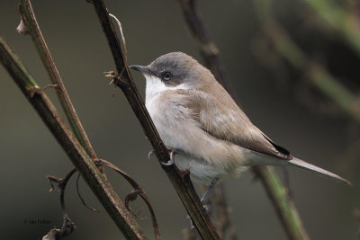Lesser Whitethroat, Sumburgh, Shetland