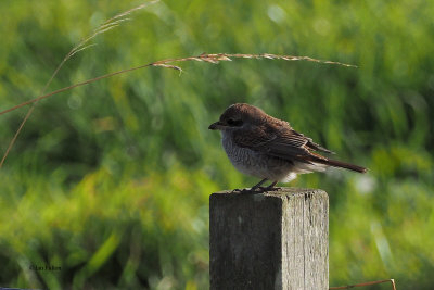 Red-backed Shrike, South Califf, Shetland