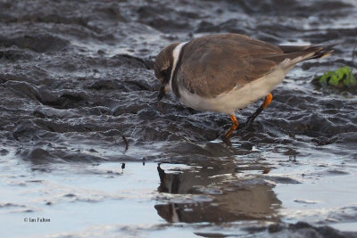 Ringed Plover, Hillswick, Shetland