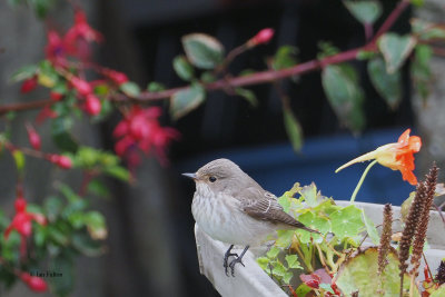 Spotted Flycatcher, Grutness, Shetland