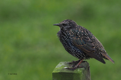 Starling, Sumburgh, Shetland
