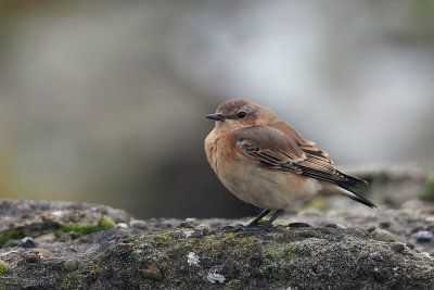 Northern Wheatear, Sumburgh, Shetland