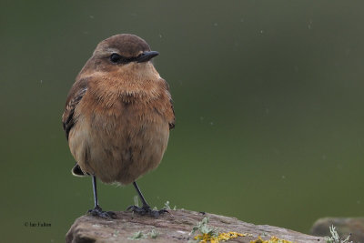 Northern Wheatear, Sumburgh, Shetland